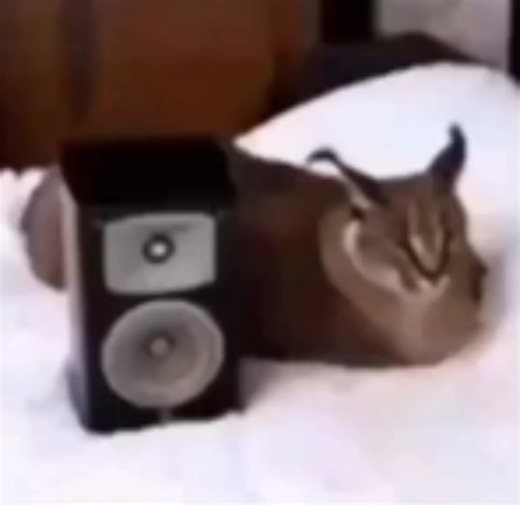 La Canción Floppa de Los Ángeles Azules