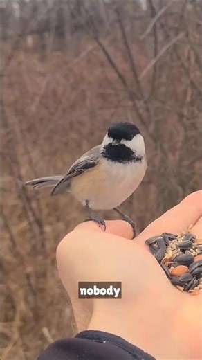 Chickadee Attack Survivor Part 2