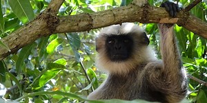 These Monkeys Help Wild Deer Avoid Predators | Plants And Animals