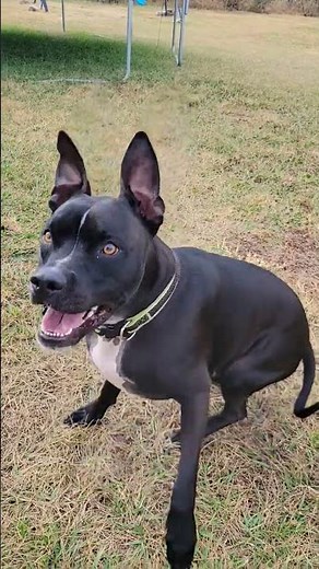 Beautiful Boxador Breed is Labrador Boxer Mix. #labrador #boxerdog #beautiful #dogshorts #dogs #pets