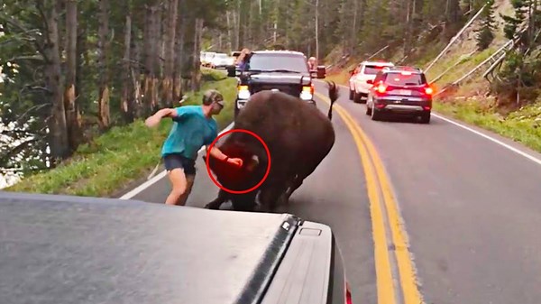 This Man Stepped Into The Road To Taunt A Bison, And The Animal Dished Out A Dose Of Instant Karma
