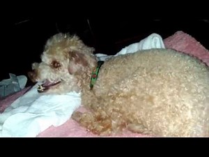 Dog's cough (heart disease)