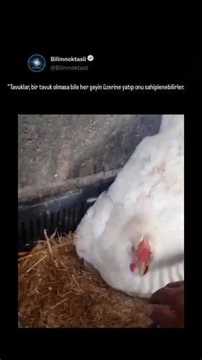 Bilim Noktası on Instagram: "Gurk Olma Hali (Broodiness): Tavuklar "gurk" olduklarında hormonları tavan yapar. Bu dönemde temel içgüdüleri, altlarındaki nesneyi sıcak tutmak ve korumaktır. Bu nesne yumurta, taş, yavru köpek veya fotoğraftaki gibi bir kedi yavrusu olabilir. ​Vücut Isısı Paylaşımı: Tavukların vücut ısısı olduktir. u kediler de sıcak bir yer aradıkları için tavuğun altına girmeyi severler. Bu durum her iki taraf için de (tavuk için annelik içgüdüsü, kedi için sıcaklık) tatmin edici