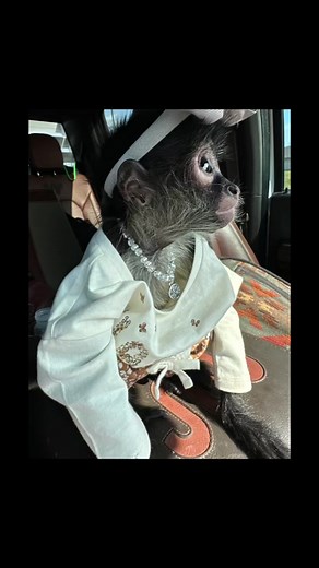 Remembering Kora: A Tribute to Our Beloved Friend