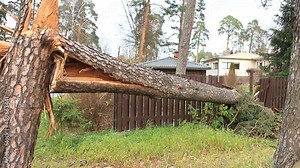 large pine tree fell down from a hurricane wind panorama