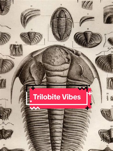 Trilobite: fast evolution, wide distribution, extinct. Perfect index fossil behaviour 🪳