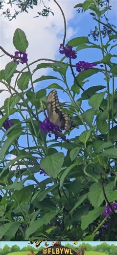 Florida Giant Swallowtail, Giant Swallowtail butterfly, Papilio cresphontes butterfly
