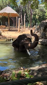 Putra Mas is a-ok! 👌 We know lots of you have been wondering how he is after Permai made her journey to Monarto Safari Park. Thanks to Keeper Clair for this update 🐘🤍 Putra Mas is currently in his hormonal musth period and will be making the move to South Australia in mid-late 2025. | Perth Zoo