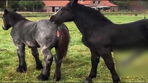 15K views · 137 reactions | Welsh Cob Horse and Equine Helper | Pony...