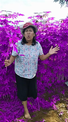 Bingung daun berubah warna menjadi ungu ‼️