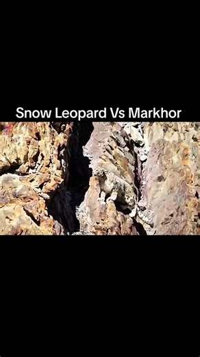Snow Leopard vs Markhor: Nature's Survival Battle