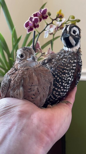 Meet Daisy - The Love Triangle at Fathen Farms