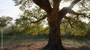 A large tree stands tall in a field, with sunlight shining through its branches