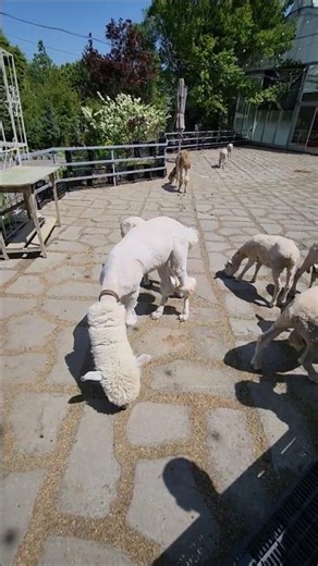 🇰🇷 한국 알파카 (Alpaca 안데스 산맥의 복슬복슬한 친구신체 스펙0 무게: 새끼 6-8kg, 성체 55-65kg기본 정보임신기간: 11.5개월 (일반적으로 1마리)