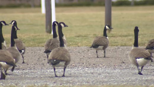 What to do when the Canada Goose gets in your way