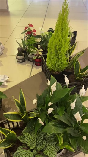 Get Your Pending Plant Orders Delivered This Week!