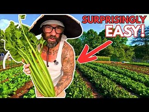This Celery Growing Method is RIDICULOUSLY Easy (Seed to Harvest)