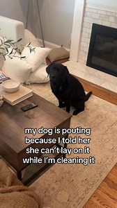 17K views · 448 reactions | My dog is pouting bc she wants to go on the couch凉 #labrador #blacklab #cutedogs #funnydogs | Theblacklabradorpoppy | Facebook
