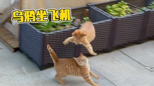 家里的猫咪“小偷小摸”院外的猫咪“胡作非为”
