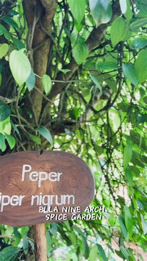 @Ella nine arch spice garden. . . . . . . #cookingclass #spicegarden #cuisine #Ella