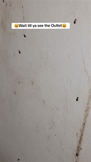 Dealing with Roach Infestations: Signs, Removal, and Prevention