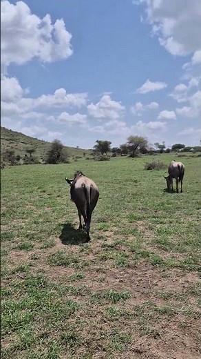 Un Gnou Se Lève et Part Calmement dans la Savane | Tanzanie, Serengeti & Ngorongoro (4K)
