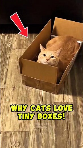 Why Cats Sit in Boxes That Are Way Too Small 📦🐱 #cats #catshorts #catvideos #catlife #funnycats