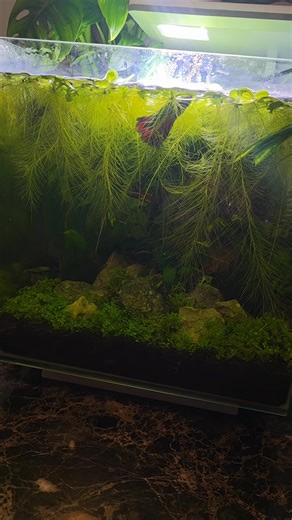 Water Lettuce Growth Secrets Revealed for Aquariums