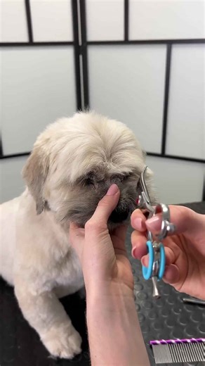 Grooming an adorable Lhasa Apso!😍