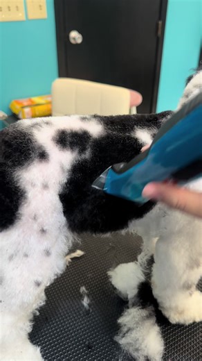 Why Dog Grooming Costs More Than Human Haircuts