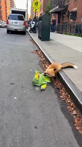 3.2M views · 23K reactions | WAIT FOR IT 力列 A fox grabs a parrot’s...