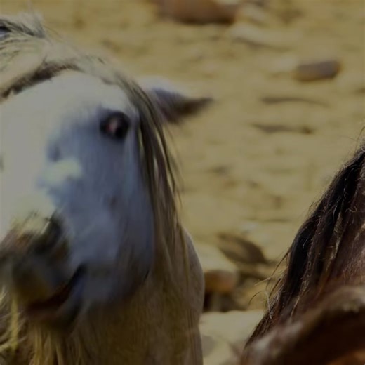 Dominant stallion fights for mating and water rights.#wildhorses #stallions #mares #fypp #horses