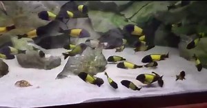 1.3K views · 70 reactions | Teopheus (Ikola) tank. Massive rocky 3D...
