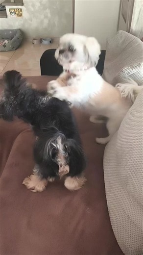 Shih Tzu Dog Fight? Understanding 'boks' and 'bitwa' Behavior