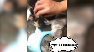 Watch Kitten Milk Feeder on Amazon Live