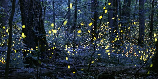 ‘Always wanted to do this’ | Great Smoky Mountains synchronized firefly displays begin