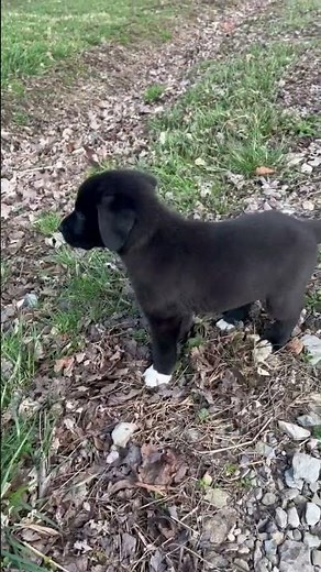 Great Pyrenees/black lab mix 6 weeks old! #happydog #puppy #livestockguardiandog