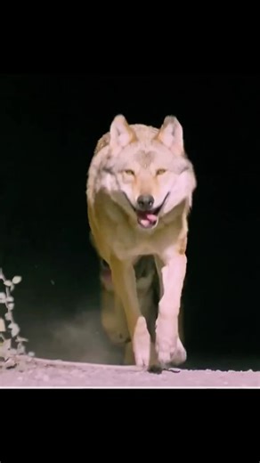 Slava's Adventure: Protecting the Wolf Pack in the Alps