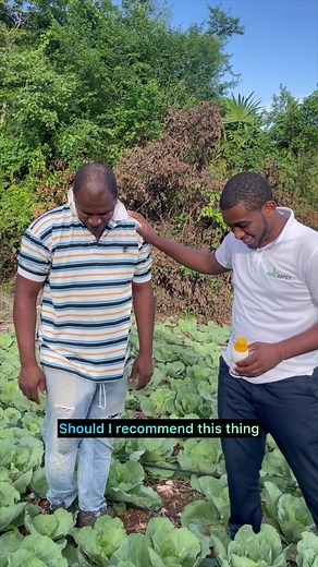 Cabbage Farming Success with Profuron for Pest Control