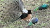 Peacock breeding on the forest