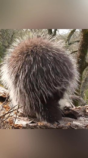 Why Porcupines Don’t Actually Shoot Their Quills 🦔😳. #short #shorts #viralvideo #shortsreels #shortsvideos #shortsfeed | The Trend Spot