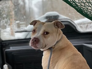 Snow storm pitbull rescue - Stray Rescue of St.Louis