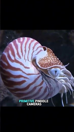 Ocean Relic or Living Legend? The Mystery of the Nautilus 🐚🌊