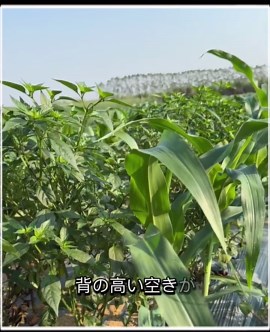 家庭でできる植物の育て方と癒しのアイデア