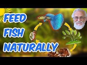 Growing Live Food in Your Aquarium