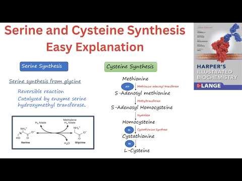 Serine and Cysteine Synthesis| Harper's Biochemistry| Chapter 27| Lecture 5/9