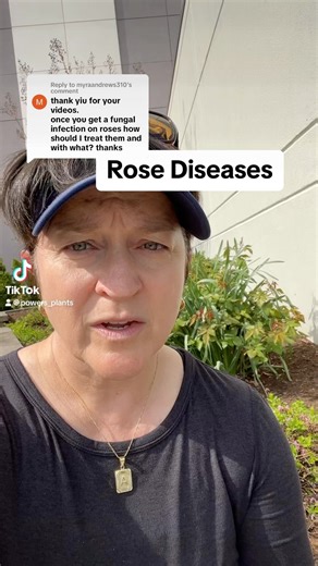 In order to avoid diseases on your roses, you’ve got to plant them in the right location! Roses are prone to diseases because they aren’t native to North America. Planting them in the right location means that you are going to ensure that they get six hours of direct sunlight, and that part of those six hours includes morning sunlight! Water on the leaves of your roses invites proliferation of disease vectors! That morning sunlight helps the plant dry out first thing so that any watering from th