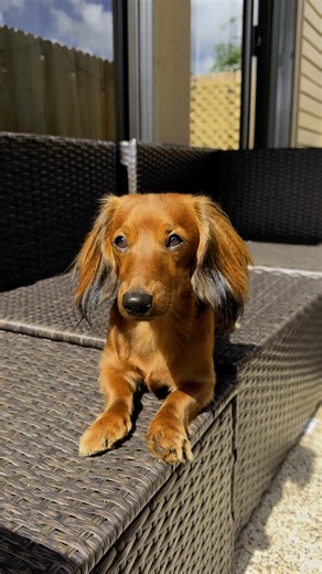 8.2K views · 77 reactions | DM-01™ Daily Multivitamin is formulated to help your dog thrive. Its 12 clinically + scientifically studied ingredients (commonly deficient in the normal dog diet) deliver core nutritional benefits that are foundational to long-term health (including skin & coat). ☁️ 100% Human-Grade ☁️ Vet-Formulated ☁️ Made in Vermont Help your dog today. Use code DOGDAY for 25% off. | Dog is Human | Facebook