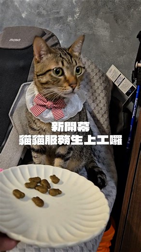 新開幕，貓貓服務生上工囉！猜猜小哺擔任服務生有沒有合格？ #cat #catfunny #catsoftiktok #catfunnyvideo #貓咪日常 #貓貓#貓咪 #貓咪搞笑