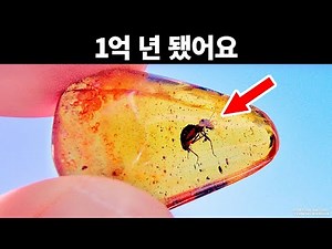 시간에 갇힌: 지금까지 발견된 것 중 가장 특이한 호박 화석